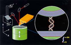 Professor Charles M. Lieber Group - chemical force microscopy setup