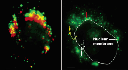 Berkeley Lab - nano-sized probes