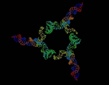 Purdue University - triangular particle - Peixuan Guo