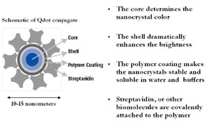 Quantum Dot Corporation (QDC) nanocrystal