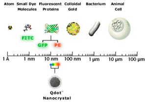 Quantum Dot Corp - QDot (TM)