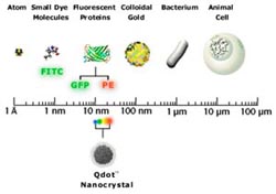 Quantum Dot Corporation (QDC) nanocrystal