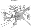 cell repair machine