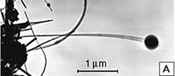 Nanobalance - courtesy Georgia Institute of Technology