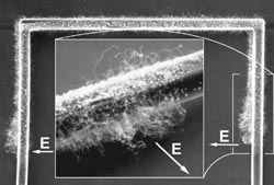 carbon nanotube UCB