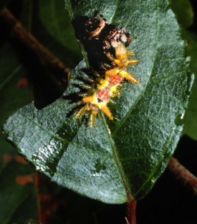 Jumping spider devouring tropical caterpillar

PHOTO CREDIT: 2007 Oxford Silk Group