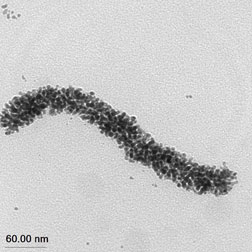 A gold nanoparticle cluster formed using radiolysis at Sandias Gamma Irradiation Facility (approximately 300 nm in size).