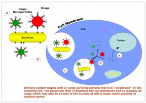 This graphic depicts bacteria laden with "smart nanoparticles," which could carry genes, drugs, nanosensors or other cargo into the interior of cells. Researchers at Purdue University have shown that the nanoparticles could be used to precisely position cargo inside cells for the early diagnosis and treatment of cancer and other diseases. The green and red spheres represent drug-carrying polystyrene nanoparticles of varying sizes. (Purdue University, Discovery Park)