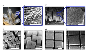 Image courtesy of the University of Akron

Microfabricated aligned multiwalled carbon nanotube setae and spatulas. (A) Optical picture of gecko foot showing that the setae are arranged in many lobes along the foot. (B) SEM image of natural gecko setae terminating into thousands of smaller spatulas. (E--H) SEM images of synthetic setae of width 50 (E), 100 (F), 250 (G), and 500 (H) �m. (C and D) Side views (C) and higher magnification SEM image (D) of the 100 �m setae.