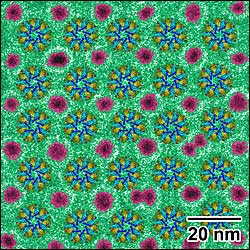 A cryo-electron micrograph showing a single layer of evenly spaced enzyme structures (colorful "wheels") interspersed with gold nanoparticles (magenta). Constructing such regular arrays of biomolecules might help develop high efficiency electrodes for biofuels or improve the resolution of cryo-electron microscopy in structural biology. 