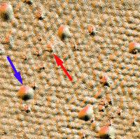 Comparison of an STM topographic image of a section of graphene sheet (top left) with spectroscopy images of electron interference at three different energies shows strong interference patterns generated by atomic scale defects in the graphene crystal (red arrows) but only modest disturbances caused by larger scale bumps in the sheet (blue arrows.) Analysis of the ripples shows that the electron energy in graphene is inversely proportional to its wavelength, just like light waves. The area imaged is approximately 40 nanometers square.

Credit: NIST/Georgia Tech