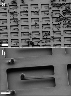 Scanning electron microscope photss of polystyrene spheres distributed on an array of nanofabricated silicon cantilevers, where they adhere by electrostatic forces. Making the cantilevers vibrate violently up and down won't shake such materials off, but shaking from side to side will.