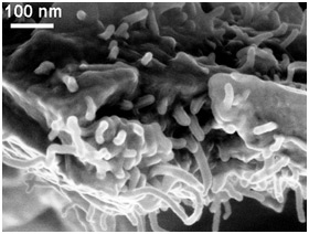 Professor Nikhil Koratkar has developed a new method to use carbon nanotubes for both detecting and repairing tiny cracks in nearly any polymer structure. In this image, carbon nanotubes are randomly dispersed in an epoxy resin, which can be molded into different structures. By infusing the polymer with electrically conductive carbon nanotubes and monitoring the electrical resistance at different points in the structure, he can pinpoint the location and length of even the tiniest stress-induced crack. Once a crack is located, Kotakar can then send a short electrical charge to the area in order to heat up the carbon nanotubes and in turn melt an embedded healing agent that will flow into and seal the crack.
Photo Credit: Nikhil Koratkar