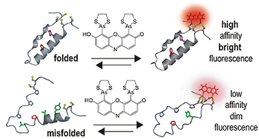 When a target protein is folded correctly, tags come together so that the dye binds with high affinity and fluoresces brightly; misfolded proteins have low affinity for the dye.