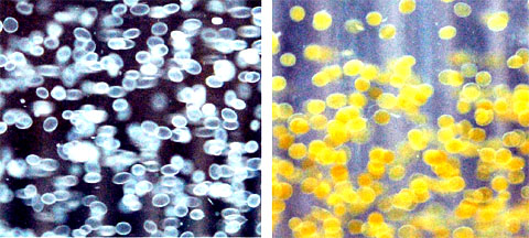 (a) unlabeled alginate capsules, (b) alginate capsules labeled with Feridex, or magnetocapsules (note ferric oxide rust brown color). Credit: Bulte Lab / JHU