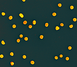 False color scanning electron micrograph (250,000 times magnification) showing the gold nanoparticles created by NIST and the National Cancer Institutes Nanotechnology Characterization Laboratory (NCL) for use as reference standards in biomedical research laboratories.

Credit: Andras Vladar, NIST