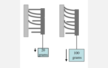 This conceptual drawing illustrates that as a load increases on the new adhesive material, more fibers are recruited to make contact, increasing the strength of adhesion parallel to the surface.

Credit: J. Lee and R.S. Fearing, UC Berkeley