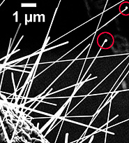 Detail image shows copper droplets at the tip of some nanowires.

Credit: NIST