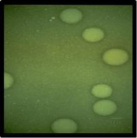 High energy oil-in-water emulsions used in the U-M vaccines are made up of droplets 200 nanometers in size.

Credit: Michigan Nanotechnology Institute