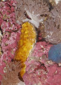  Sea cucumbers inspired the design of chemo-responsive nanocomposite with adaptive mechanical properties.

Credit: F. Carpenter
