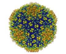 Shown is an image of bacteriophage Epsilon15 studied by Wen Jiang, an assistant professor of biological sciences at Purdue. The bacteriophage is shown at a resolution of 4.5 angstrom - the highest resolution achieved for a living organism of this size. (Graphic/Wen Jiang lab)