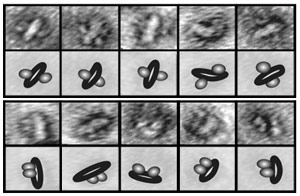 Isolation chamber. A new tool developed at Rockefeller allows scientists to study membrane proteins individually, or in pairs, to see how they interact with other molecules. The scientists use an electron microscope to take images of isolated NABBs and categorize the orientation of the receptors they contain as either antiparallel (top) or parallel (bottom).