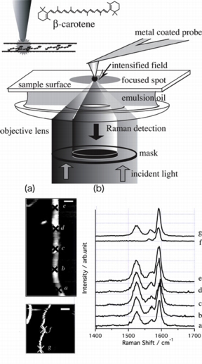 Figure 1.(top) Schematic illustration of the experimental setup. The inset shows β-carotene molecules encapsulated in carbon nanotubes.

Figure 2. (bottom)(a) Atomic force microscopy image of β−carotene−encapsulated carbon nanotubes. The scale bars indicate 50nm. (b) Near−field spectra of the sample measured at positions ag, respectively.
