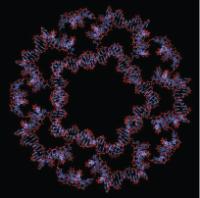 Can 20 trisoligonucleotides with 203 individual sequences be programmed to self-assemble into a DNA dodecahedron? The answer is yes if one starts from a new generation of trisoligonucleotides based on C3h-symmetric linkers with proper flexibility. The resulting dodecahedron has C1 symmetry and may facilitate the construction of multimodular scaffolds in the future.

Credit: (C) Wiley-VCH