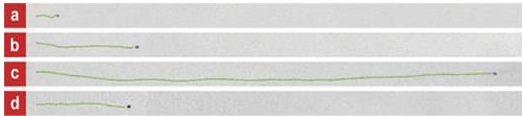 Nanomotor racing: Green lines show results of racing, where images a, b, c, and d represent the tracks left by various types of speeding nanomotors. The winner is c, a catalytic nanomotor composed of gold and platinum nanowires supercharged with carbon nanotubes. Courtesy of the American Chemical Society.