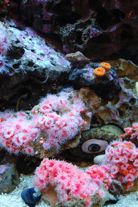 Local California invertebrates serve as the research models in the lab of Professor David Kisailus. Photo by Judy Chappell.