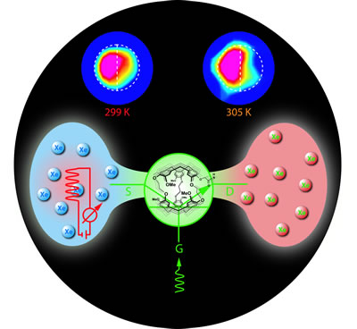 In the technique known as "temperature-controlled molecular depolarization gates," an atom of hyperpolarized xenon from the pool at left enters a cryptophane cage, center, which is part of a biosensor attached to a specific molecular target. A burst of tuned rf energy depolarizes the xenon, which is then ejected back into the pool by chemical exchange with the next incoming xenon atom. Depolarized xenon (right) stands out in the larger hyperpolarized pool and thus enhances the contrast of the nearby target molecule. At top, a phantom half-filled with agarose beads, to which biosensors are attached, shows how image contrast can be enhanced and controlled by temperature: a 6-K temperature increase quickly depolarizes the xenon in the vicinity of the target beads.