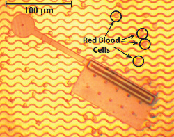 A photograph of a typical nanosoccer robot compared in size to red blood cells. About 200 of these robots could stretch in a line across the top of a plain M&M candy.

Credit: Craig McGray