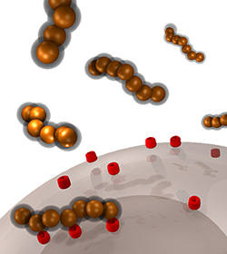 Segmented nanoworms composed of magnetic iron oxide and coated with a polymer are able to find and attach to tumors.

Credit: Ji-Ho Park, UCSD