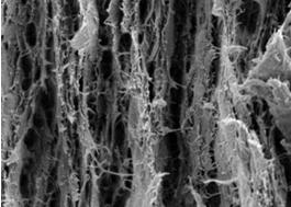 Scientists report development of cellulose nanopaper, a superstrong material that could be used in the construction industry. Above is a cross-section of a fracture surface of a cellulose nanofibril film. 
Courtesy of American Chemical Society