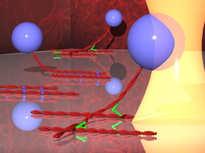 The strength of actin binding protein interactions cross-linking a surface bound and bead tethered actin filament are probed using force from an optical trap. Filamin in green which forms networks of actin filaments shown as a confocal image on the right and alpha-actinin in blue which bundles actin filaments, shown as an image on the left, were probed using this assay configuration. Image courtesy / Hyungsuk Lee, Jorge M. Ferrer, and Matthew J. Lang