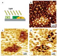 The figure shows a blend of donor-acceptor organic assemblies. The KPFM images recorded (c) in dark and (d) under illumination map the potential variation at the surface to the sample due to the light. (a) Carton of illuminated sample showing both P3HT:PDI (III: II, respectively) aggregates and isolated PDI assemblies (I). (b) Topographical image of P3HT:PDI agglomerates, and corresponding KPFM images recorded (c) in dark and (d) under illumination. Z-scales: (b) 20 nm, (c,d) 60 mV