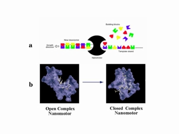 Nanomotors manufacture biopolymers like DNA and RNA out of four basic building
blocks. These motors consume chemical energy to fuel their movement along linear
tracks or templates.