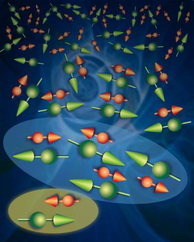 The magnetic bar magnets (called "magnetic moments") associated with the mobile electrons (red arrows) responsible for electrical conduction and manganese atoms (green arrows) in manganese doped iron silicide (Fe1-xMnxSi). This figure depicts the coupling of the magnetic moments as the temperature is reduced from room temperature (top of the figure) where the magnetic dipoles are independent, to very low temperature (bottom of the figure) where coupling between the dipoles creates regions where the moments add to zero (light blue region). The existence of a population of uncoupled complexes (depicted here in the yellow region) down to the lowest temperatures results in the material being neither a magnet nor common semiconductor. External magnetic fields align these rare yellow regions to the magnetic field, switching on ordinary semiconducting behavior.

Credit: UCL/London Centre for Nanotechnology