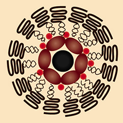 The nanometer-sized cargo ships look individually like a chocolate-covered nut cluster, in which a biocompatible lipid forms the chocolate shell and magnetic nanoparticles, quantum dots and the drug doxorubicin are the nuts.

Credit: Ji-Ho Park, UCSD