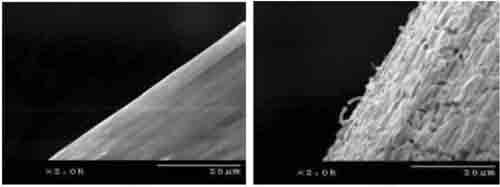 Tin Whiskers with Short-Stop and without Short-Stop (20 m) 