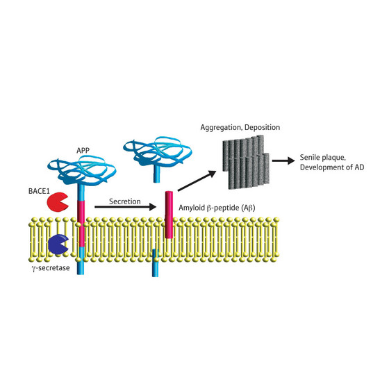Figure 1: Schematic depicting generation of Aβ from APP. γ-secretase is another enzyme involved in the process. AD, Alzheimers disease. 