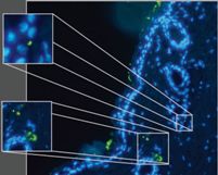 Quantum dot nanoparticles are visible as fluorescing green dots in the skin.