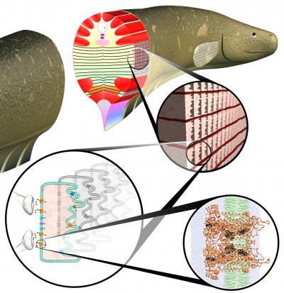 Electric eel anatomy: The first detail shows stacks of electrocytes, cells linked in series (to build up voltage) and parallel (to build up current). Second detail shows an individual cell with ion channels and pumps penetratimng the membrance, The Yale/NIST model represents the behavior of several such cells. Final detail shows an individual ion channel, one of the building blocks of the model.

Credit: Daniel Zukowski, Yale University