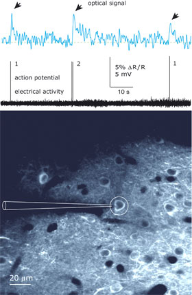 Individual and double action potentials can be recorded optically using a genetic calcium indicator that colours the cells in the brain of a living mouse.

Image: Max Planck Institute for Medical Research