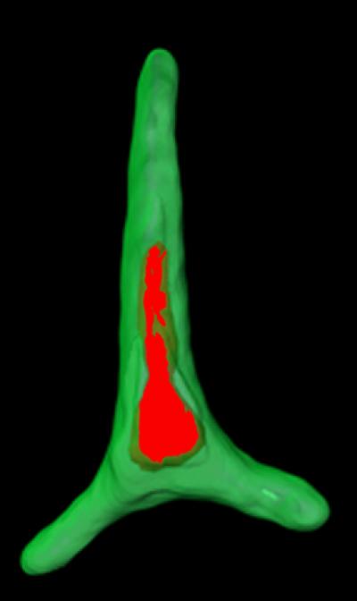 The genome of the diatom Phaeodactylum tricornutum highlights carbon capture capability of these mighty microscopic algae.

Credit: Chris Bowler and Alessandra De Martino, Ecole Normale Suprieure