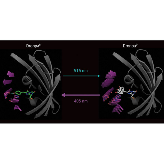 Figure 1: Comparison of the bright (DronpaB) and dark (DronpaD) states of the Dronpa protein. In the bright state, the chromophore (green) is tethered to the molecule by a hydrogen bond (dotted blue line), while in the dark state the hydrogen bond is gone and the chromophore can vibrate. 

Copyright  2008 Atsushi Miyawaki 