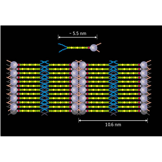 Figure 1: Schematic of the liquid crystal molecule (top) and the formed liquid crystal photovoltaic device (bottom). Purple spheres represent the fullerene and yellow/green chains the oligothiophene, the hydrophobic/hydrophilic tails are represented by blue/red lines respectively. Image:Riken