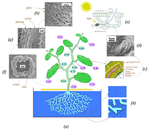 Magnetic nanoparticles can be taken up, translocate and accumulate in pumpkin plants. The numbers represent magnetic signal strength in various plant tissues in the unit of memu (1 memu = 8.5 x 10 to the 11th particles). Figure courtesy of Profs. Yan Jin and John Xiao, University of Delaware.