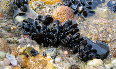 Fig.: Holding on tightly: Some shellfish attach themselves to a foundation with proteins containing the amino acid dopa. Adhesion is equally good whether the protein contains a high proportion or a low proportion of the substance.

Image: Creative Commons / Andreas Trepte, Marburg
