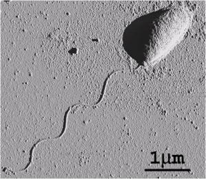  Bacterial Locomotion 
Brown physicists have completed the most detailed study of how bacteria such as the single-celled Caulobacter crescentus swim and how that swimming motion is influenced by drag and a phenomenon known as Brownian motion. Credit: Guanglai Li/Brown University 
